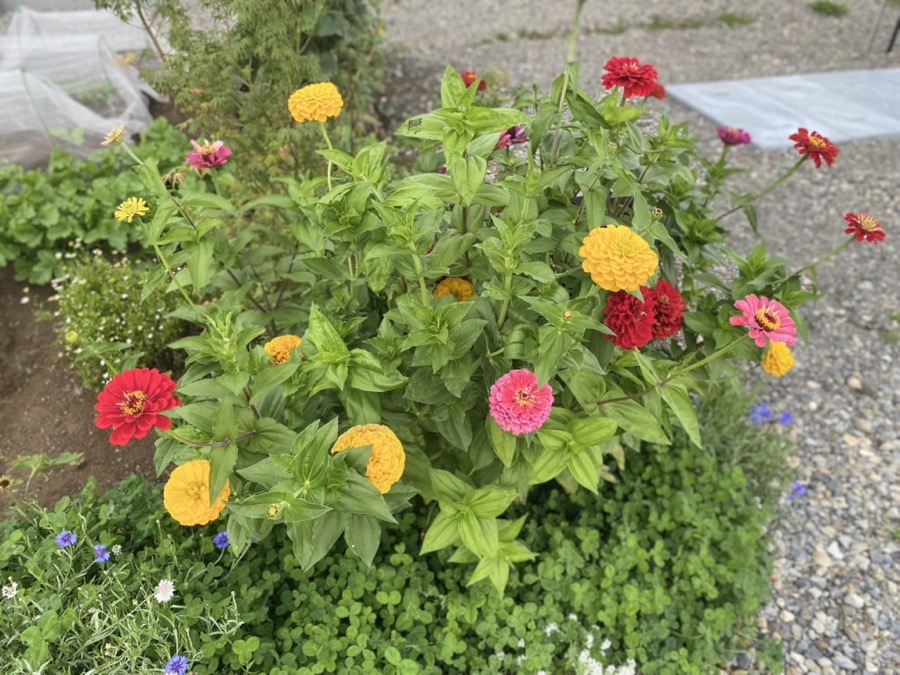 庭の草花