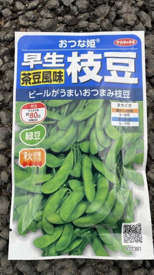 枝豆の種まき