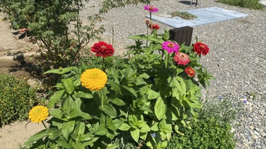 百日草（ジニア）