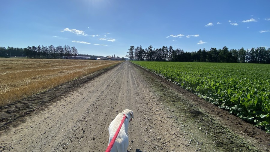 朝から暑い