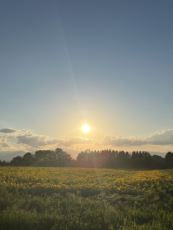 夕日のひまわり畑