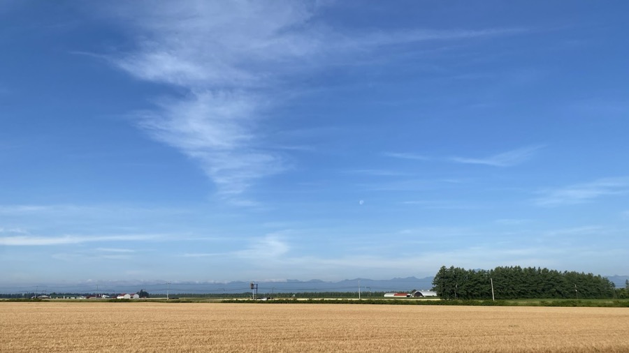 小麦の季節