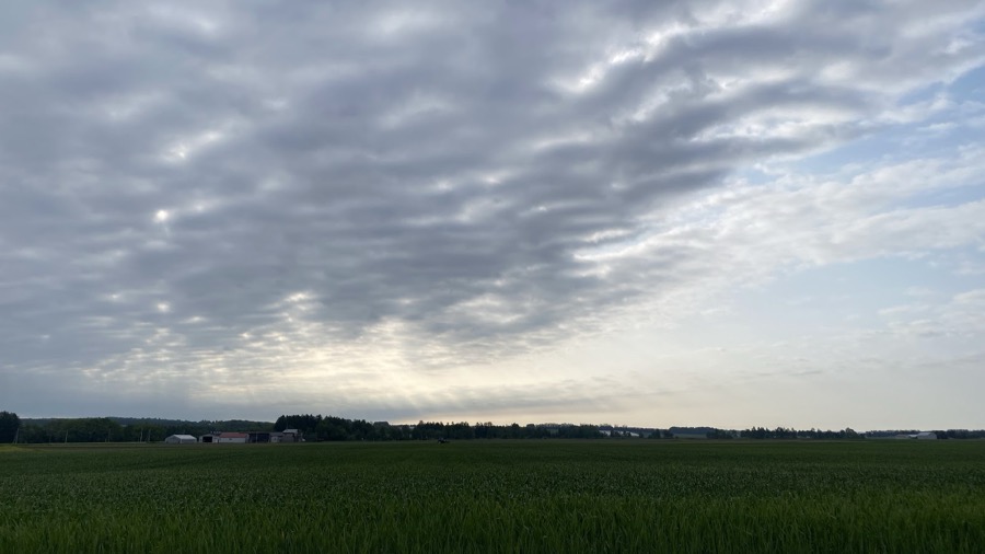 今朝は曇り