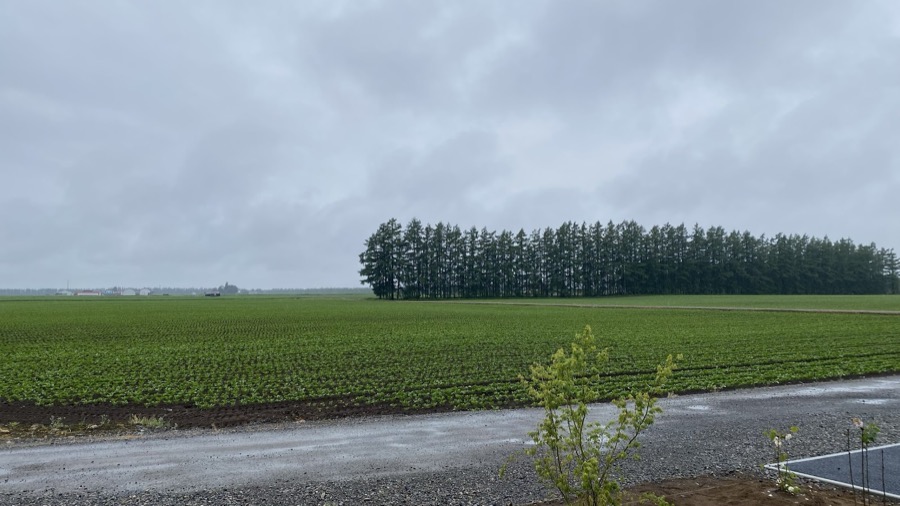 今朝は雨