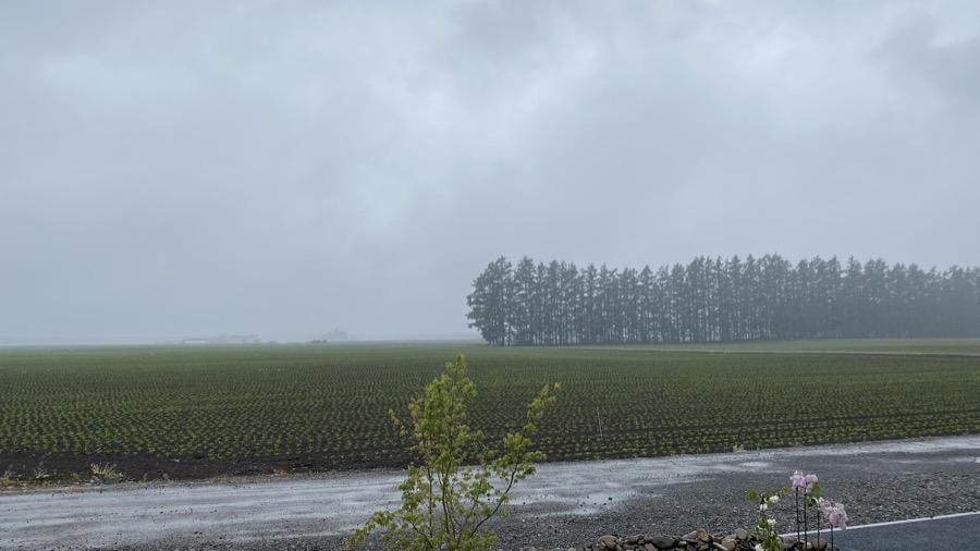 雨の日曜日