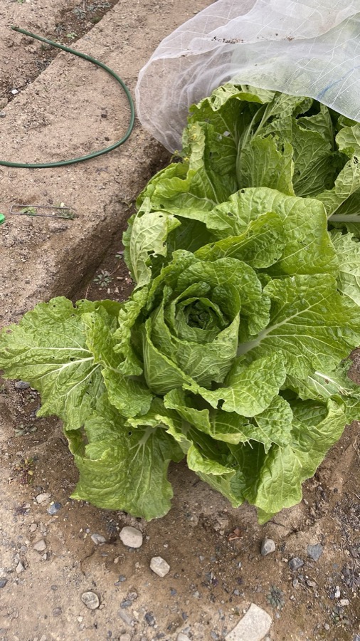 白菜の収穫開始