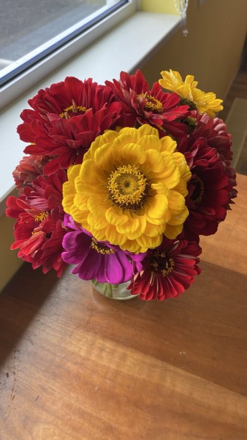 百日草の切り花
