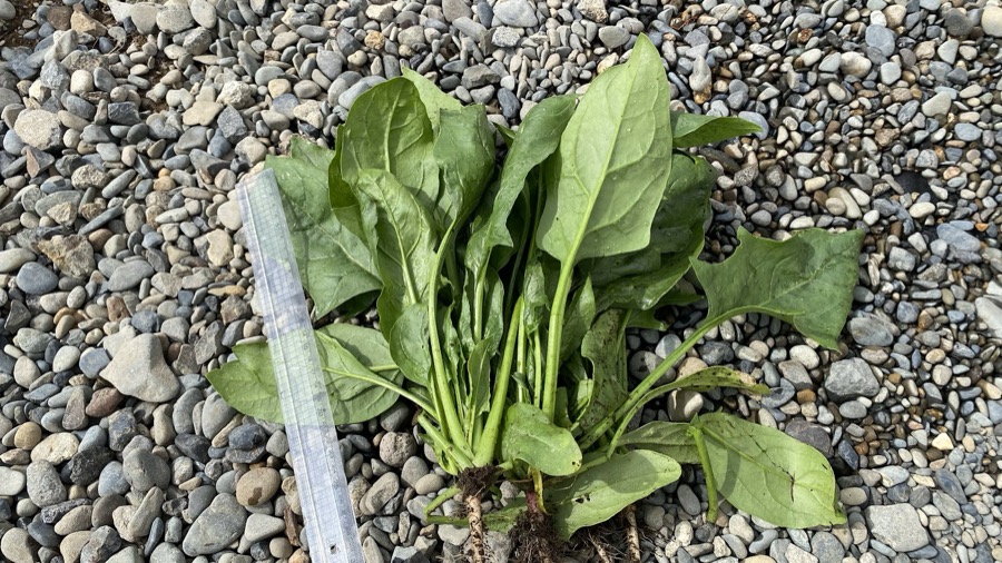 ほうれん草収穫