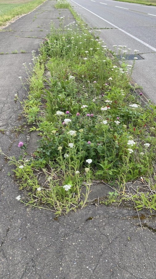 雑草の花壇