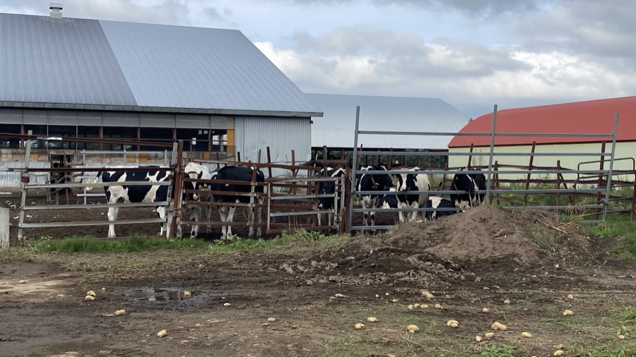 牛🐮